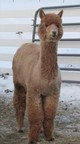 alpaca for sale
