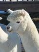 alpaca for sale