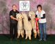 alpaca for sale