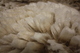 alpaca for sale