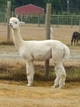 alpaca for sale