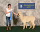 alpaca for sale