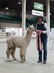 alpaca for sale