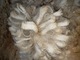 alpaca for sale