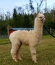 alpaca for sale