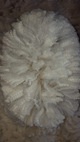 alpaca for sale