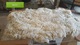 alpaca for sale