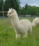 alpaca for sale