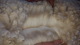 alpaca for sale