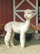 alpaca for sale