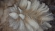 alpaca for sale