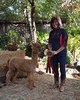 alpaca for sale