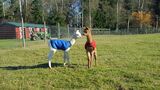alpaca for sale