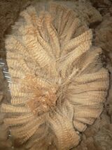 alpaca for sale