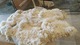 alpaca for sale