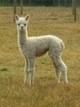 alpaca for sale