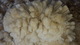alpaca for sale