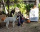 alpaca for sale