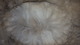 alpaca for sale
