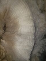alpaca for sale
