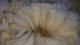alpaca for sale
