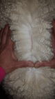alpaca for sale