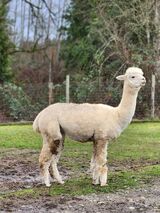 alpaca for sale