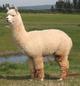 alpaca for sale