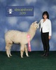alpaca for sale