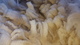 alpaca for sale