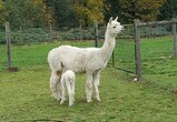 alpaca for sale