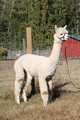 alpaca for sale