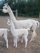 alpaca for sale