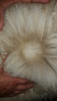 alpaca for sale
