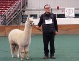 alpaca for sale