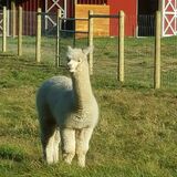 alpaca for sale