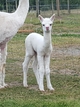 alpaca for sale