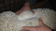 alpaca for sale