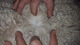 alpaca for sale
