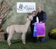 alpaca for sale