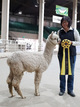 alpaca for sale