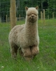 alpaca for sale