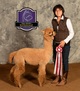 alpaca for sale