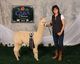 alpaca for sale