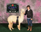 alpaca for sale