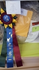 alpaca for sale