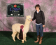 alpaca for sale
