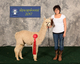 alpaca for sale