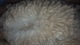 alpaca for sale