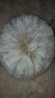 alpaca for sale